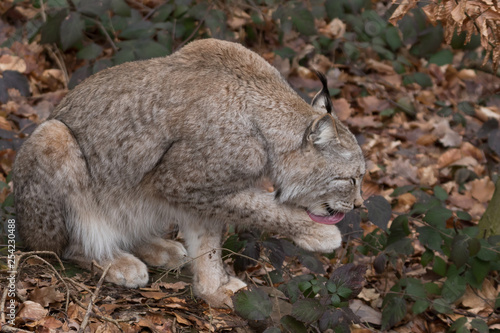 Canvas Print Luchs