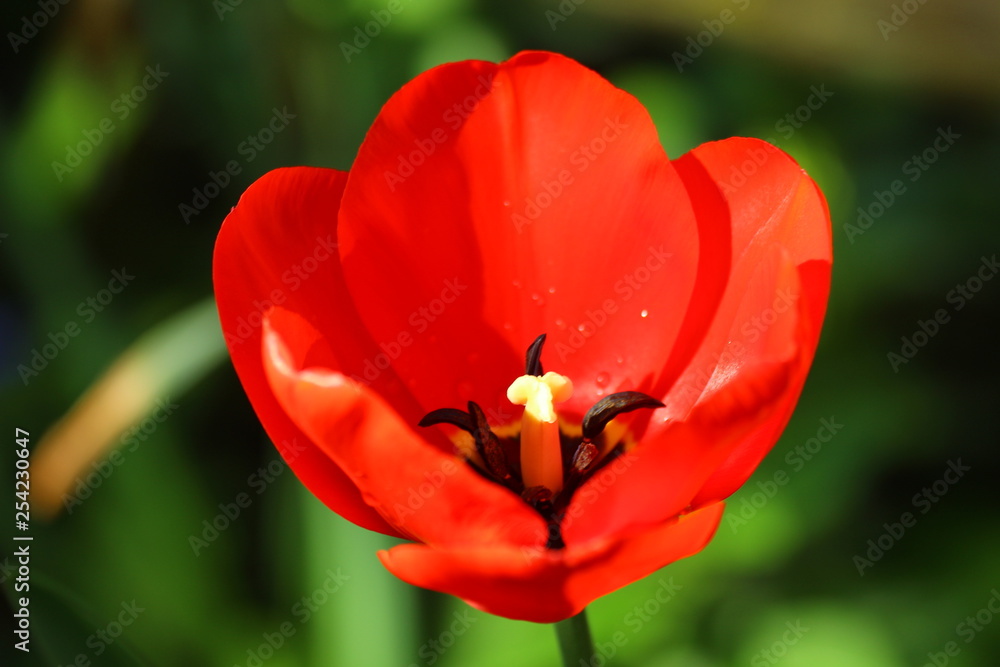 tulpe tulpe