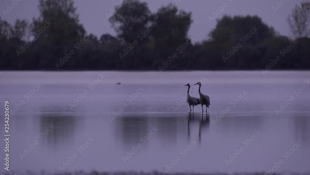 Cranes migration in Hungary, Central-Europe Cranes migration in Hungary, Central-Europe