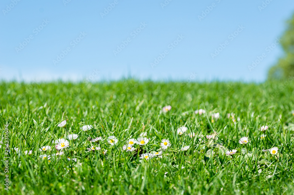 spring bright landscape with beautiful wild flowers camomiles in green grass with a blue sky background