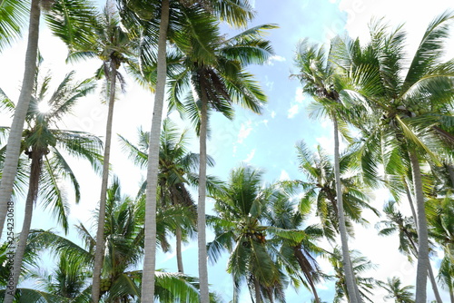 Coconut trees along Siquijor Island  Philippines