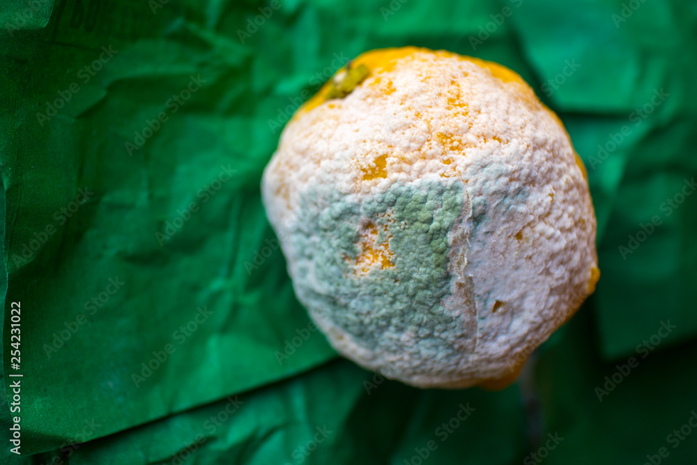 isolated, rotten, decayed, rotten lemon on a green drape isolated, rotten, decayed, rotten lemon on a green drape