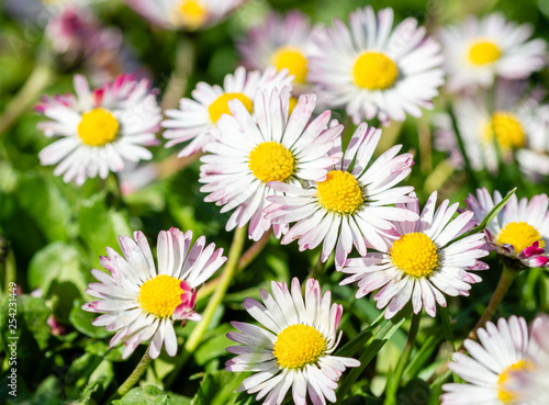 spring bright landscape with beautiful wild flowers camomiles in green grass