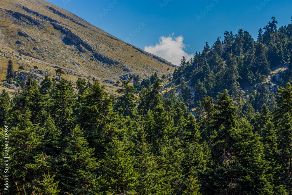 forest mountain highland north European scenery landscape in spring clear weather time