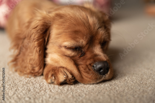 A single ruby Cavalier King Charles Spaniel puppy.