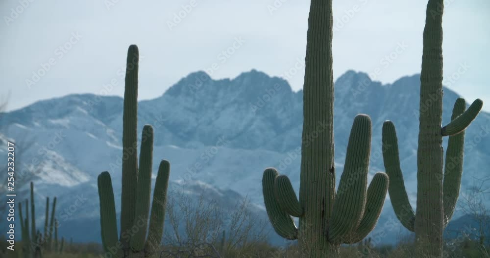 Sunrise in the Sonoran Desert with saguaro cactus in the foreground and snow covered mountains behind. Sunrise in the Sonoran Desert with saguaro cactus in the foreground and snow covered mountains behind.
