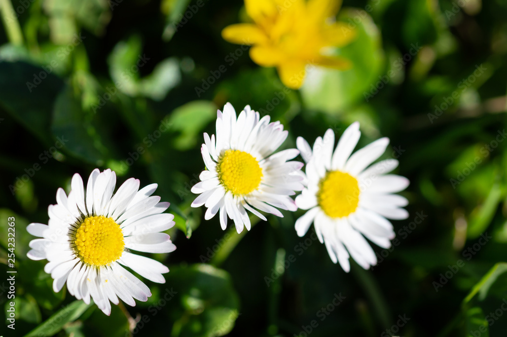 spring bright landscape with beautiful wild flowers camomiles in green grass spring bright landscape with beautiful wild flowers camomiles in green grass