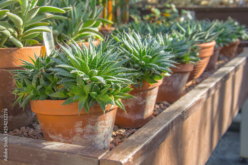 Small agave bushes in pots in a greenhouse