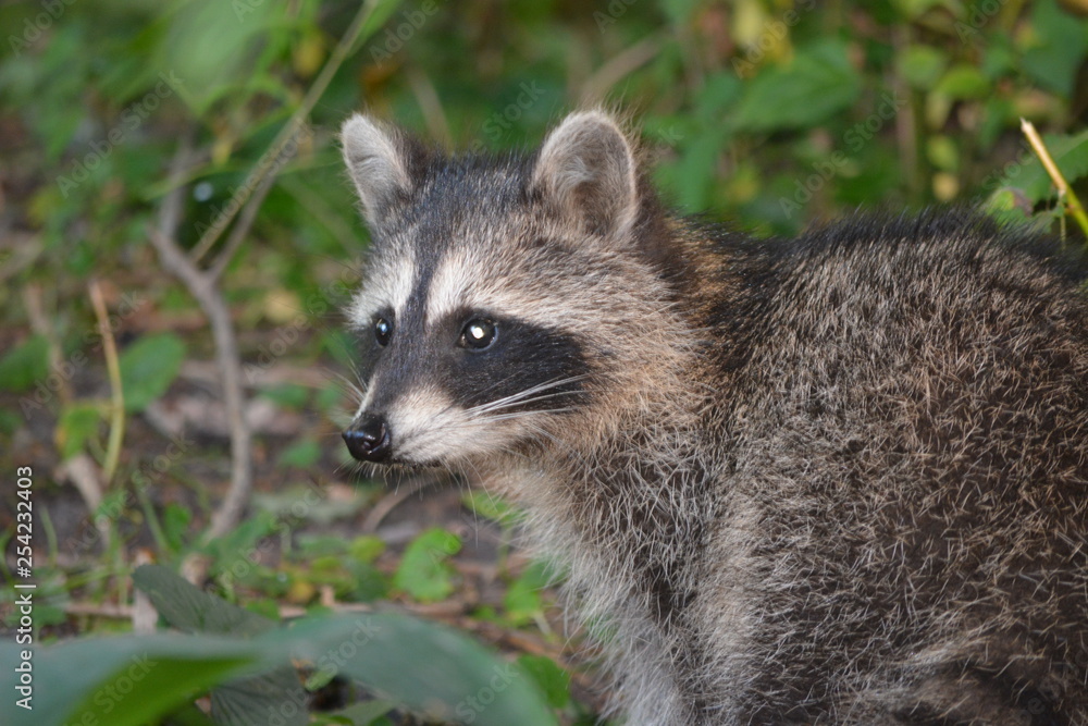 raccoon