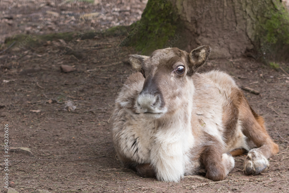 Fototapeta premium Rentier