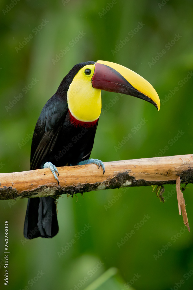 Naklejka premium Yellow-throated toucan (Ramphastos ambiguus) is a large toucan in the family Ramphastidae found in Central and northern South America.