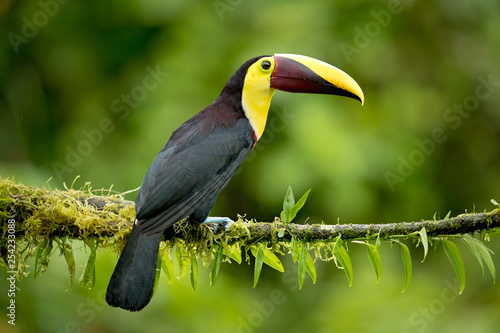 Yellow-throated toucan (Ramphastos ambiguus) is a large toucan in the family Ramphastidae found in Central and northern South America.  © Milan