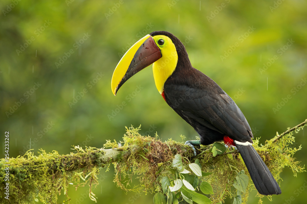 Yellow-throated toucan (Ramphastos ambiguus) is a large toucan in the family Ramphastidae found in Central and northern South America. Yellow-throated toucan (Ramphastos ambiguus) is a large toucan in the family Ramphastidae found in Central and northern South America.