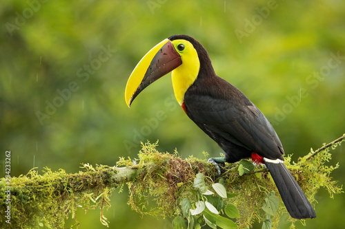 Yellow-throated toucan (Ramphastos ambiguus) is a large toucan in the family Ramphastidae found in Central and northern South America. 