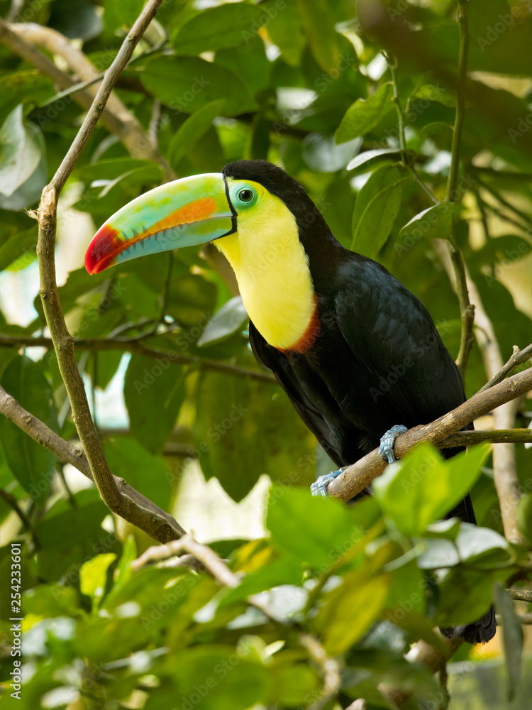 Naklejka premium Tukan tęczodzioby Belize