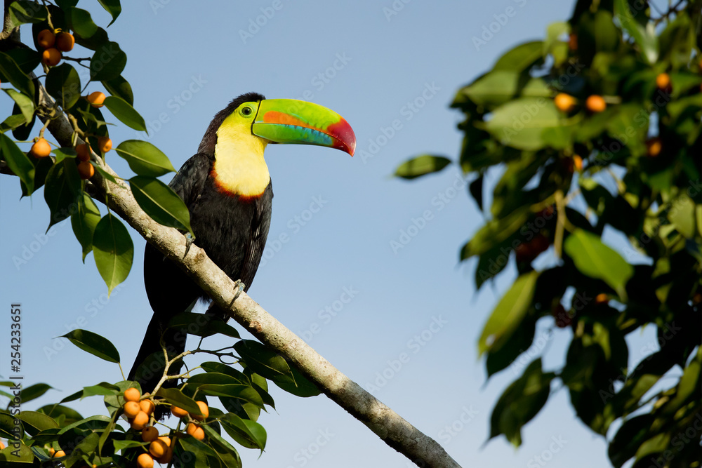 Fototapeta premium Keel-billed toucan (Ramphastos sulfuratus), also known as sulfur-breasted toucan or rainbow-billed toucan, is a colorful Latin American member of the toucan family. It is the national bird of Belize
