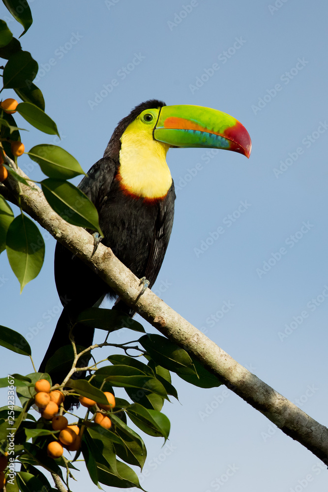 Fototapeta premium Keel-billed toucan (Ramphastos sulfuratus), also known as sulfur-breasted toucan or rainbow-billed toucan, is a colorful Latin American member of the toucan family. It is the national bird of Belize