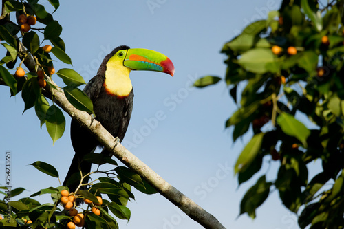 Keel-billed toucan (Ramphastos sulfuratus), also known as sulfur-breasted toucan or rainbow-billed toucan, is a colorful Latin American member of the toucan family. It is the national bird of Belize