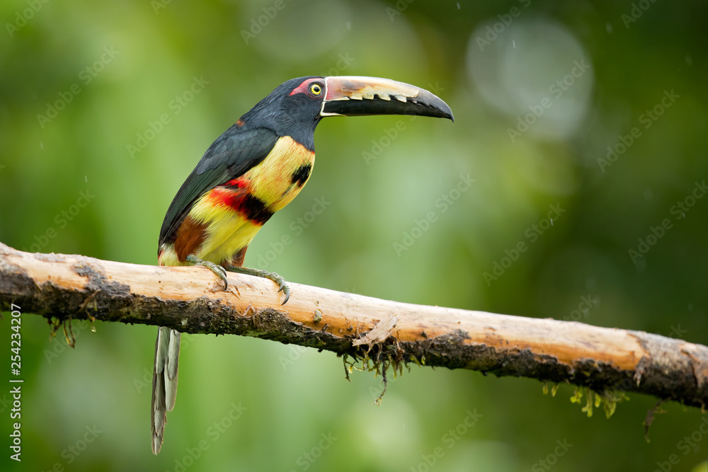 Fototapeta premium Collared aracari or collared araçari (Pteroglossus torquatus) is a toucan, a near-passerine bird. It breeds from southern Mexico to Panama; also Ecuador, Colombia, Venezuela and Costa Rica