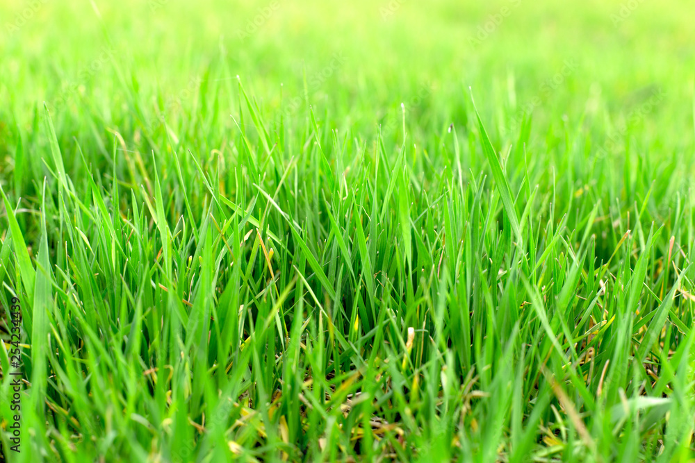 Young green wheat field, young wheat close up Young green wheat field, young wheat close up