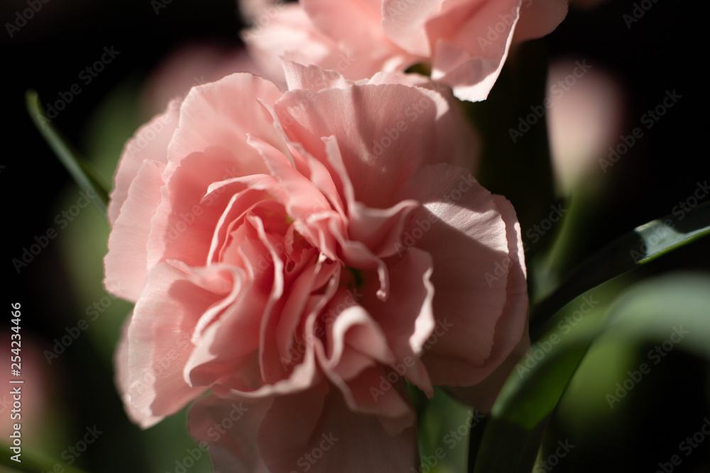 Goździk kwiat jasny róż makro płatek - obrazy, fototapety, plakaty 