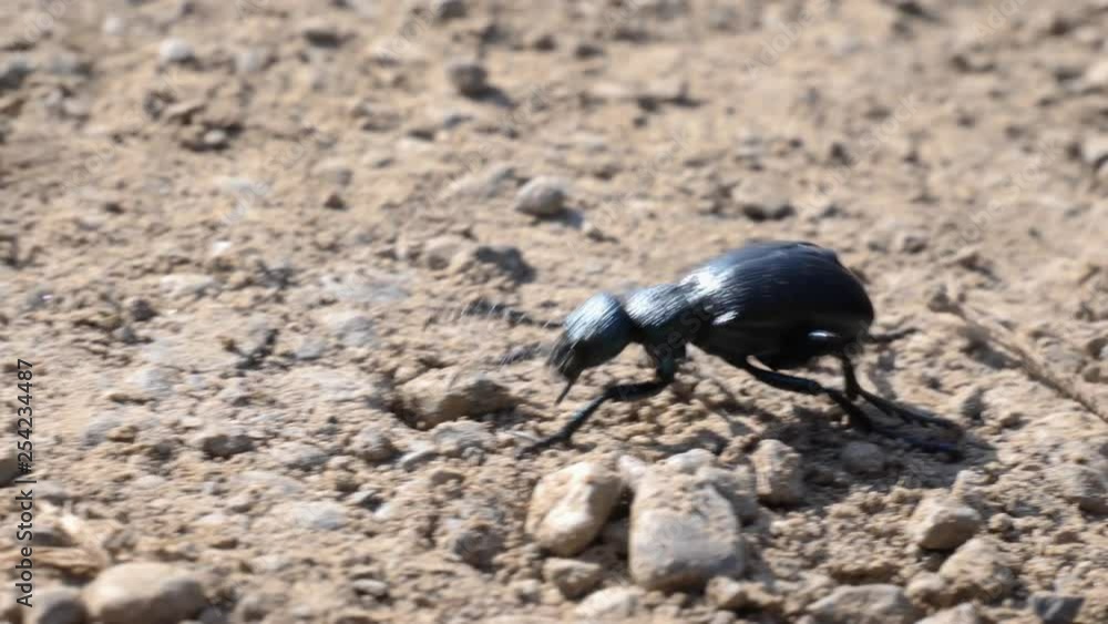 A black grave beetle walks over a earthy underground, close up slow motion shot. A black grave beetle walks over a earthy underground, close up slow motion shot.
