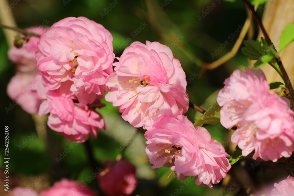 mandelblüte mandelblüte