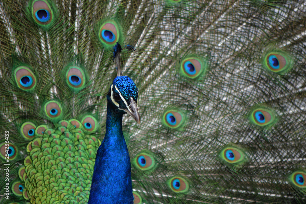 Naklejka premium peacock display