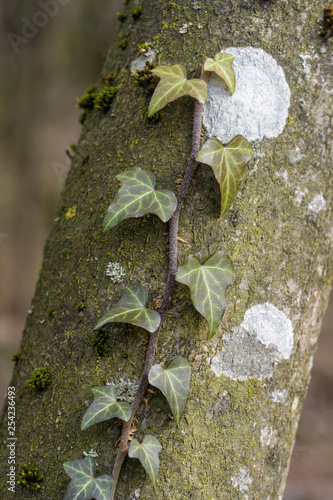 Efeu am Baumstamm mit Flechten photo