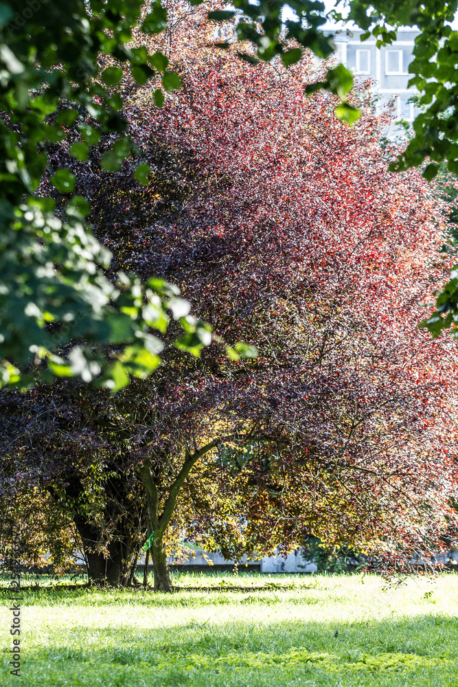 Naklejka premium pink flowering bush in the park