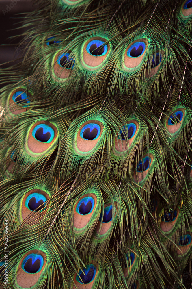 Obraz premium peacock feathers close