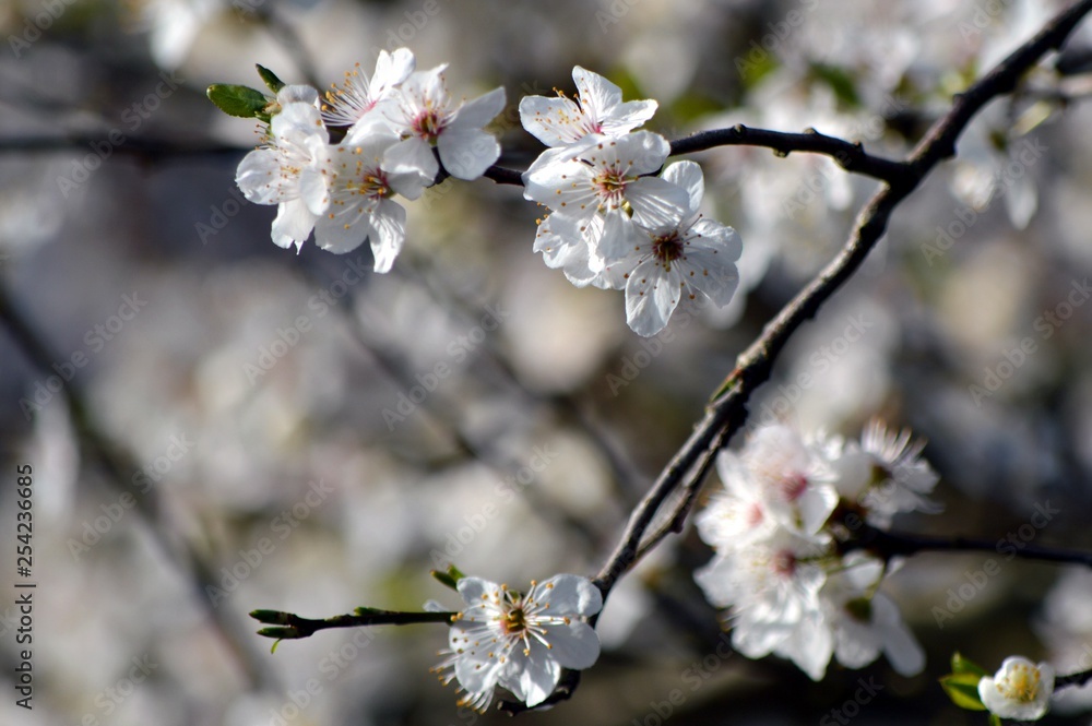 flowers in spring