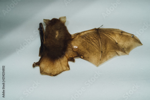 Bats stuffing in the form of Spread wings