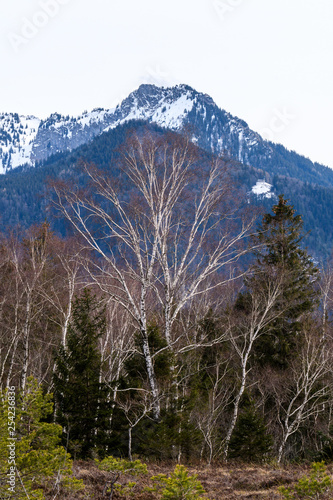 Birkenwald am Hochmoor vor Bergen photo