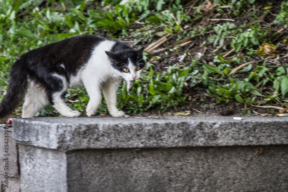 black and white cat sits on a stone fence