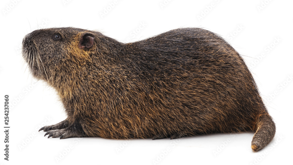 Fototapeta premium Large brown nutria.