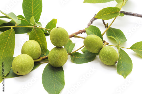 Wallpaper Mural Green walnuts with leaves. Torontodigital.ca