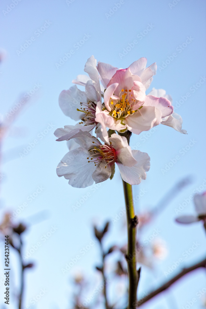 Almond blossom 2
