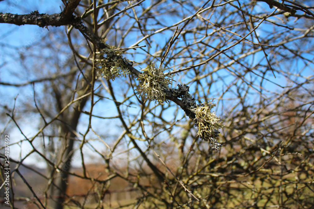 Cetraria islanica common Iceland moss on the plum tree Cetraria islanica common Iceland moss on the plum tree