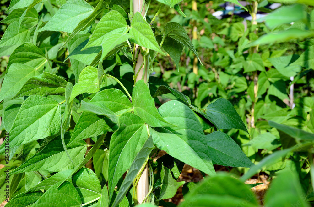 Obraz premium Vegetable garden, sweet peas and aphids