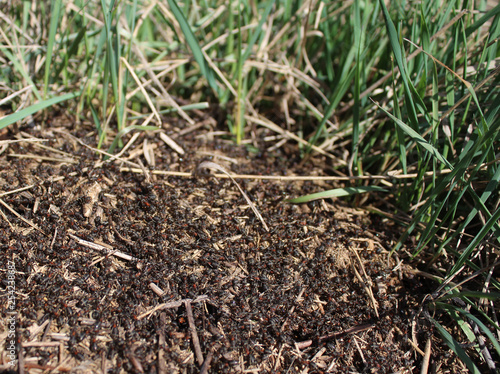 Anthill with many black ants