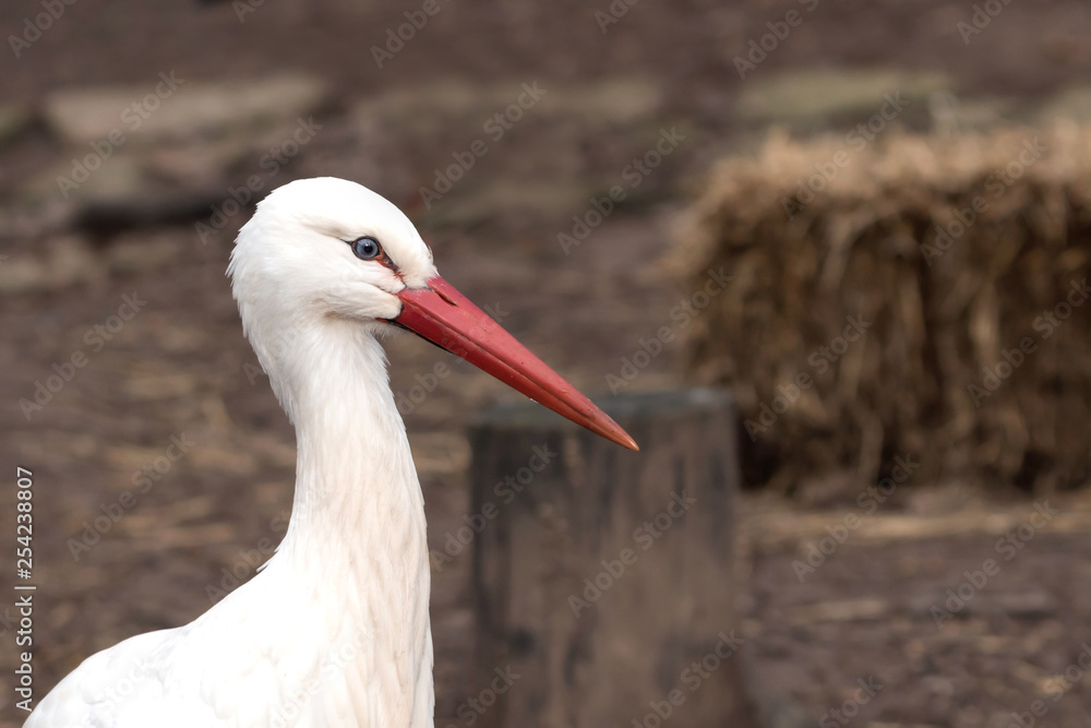 Fototapeta premium Weißstorch