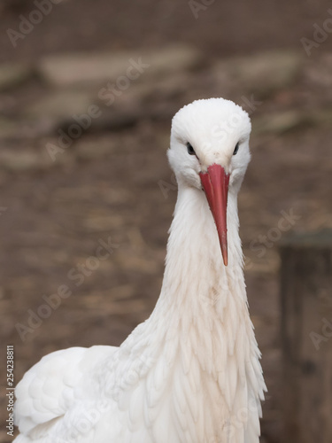 Foto Weißstorch