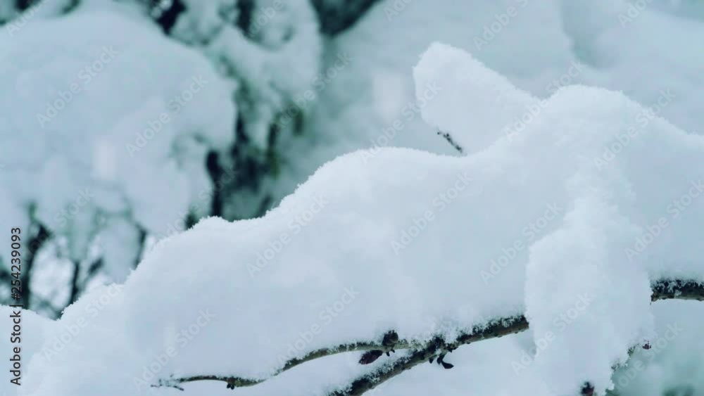 Scenic snow-covered forest in winter season. Christmas background. Scenic snow-covered forest in winter season. Christmas background.