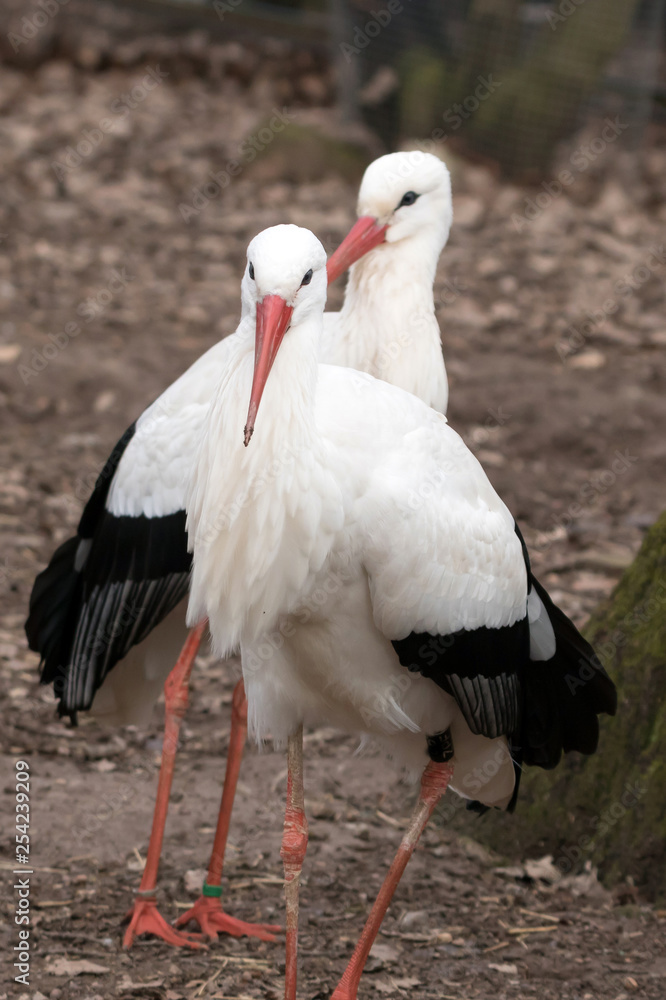 Fototapeta premium Weißstorch