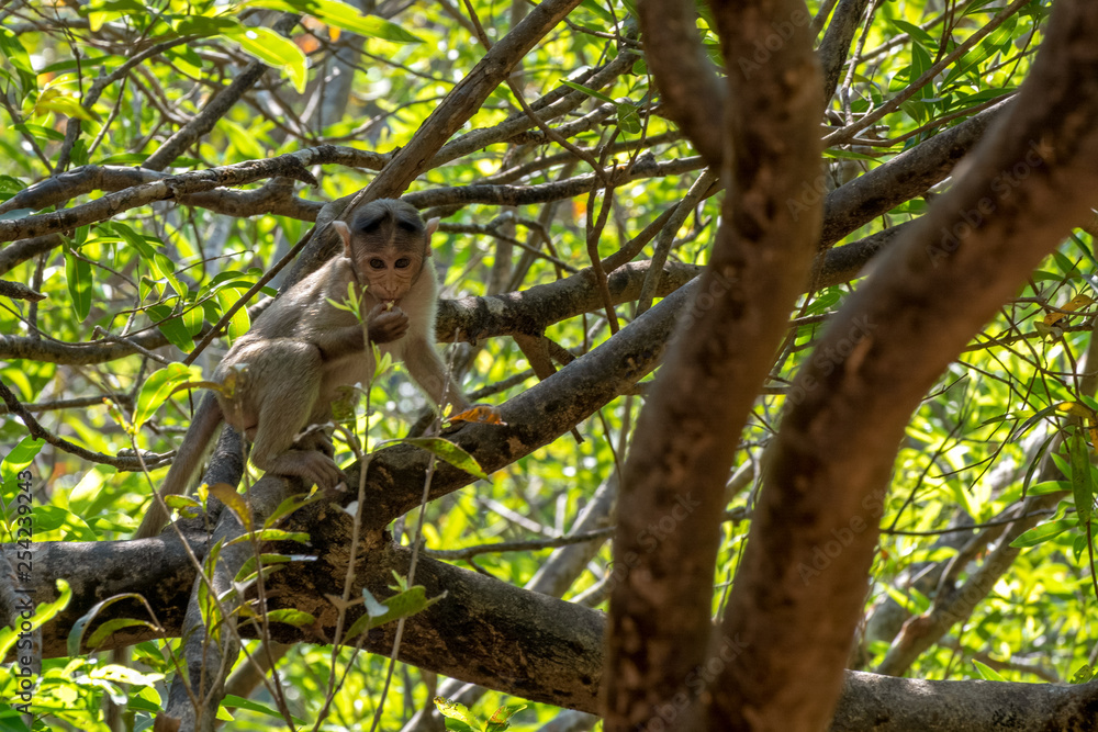 Indian Bonnet Macaque in jungle