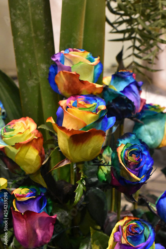 Rose plant, multicolored flower of Holambra Brazil