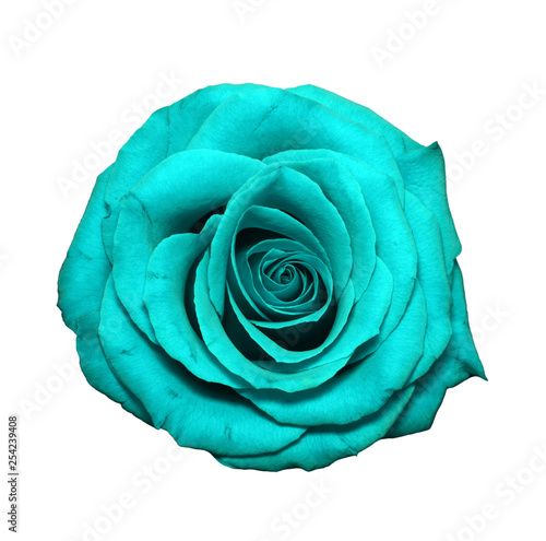 Blue Rose head isolated on white