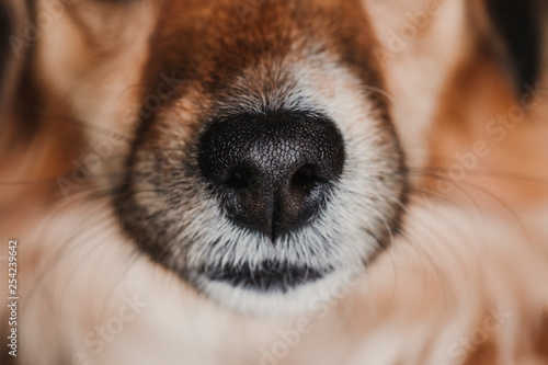Photo close up view of a dog snout. brown fur. macro shot, indoor