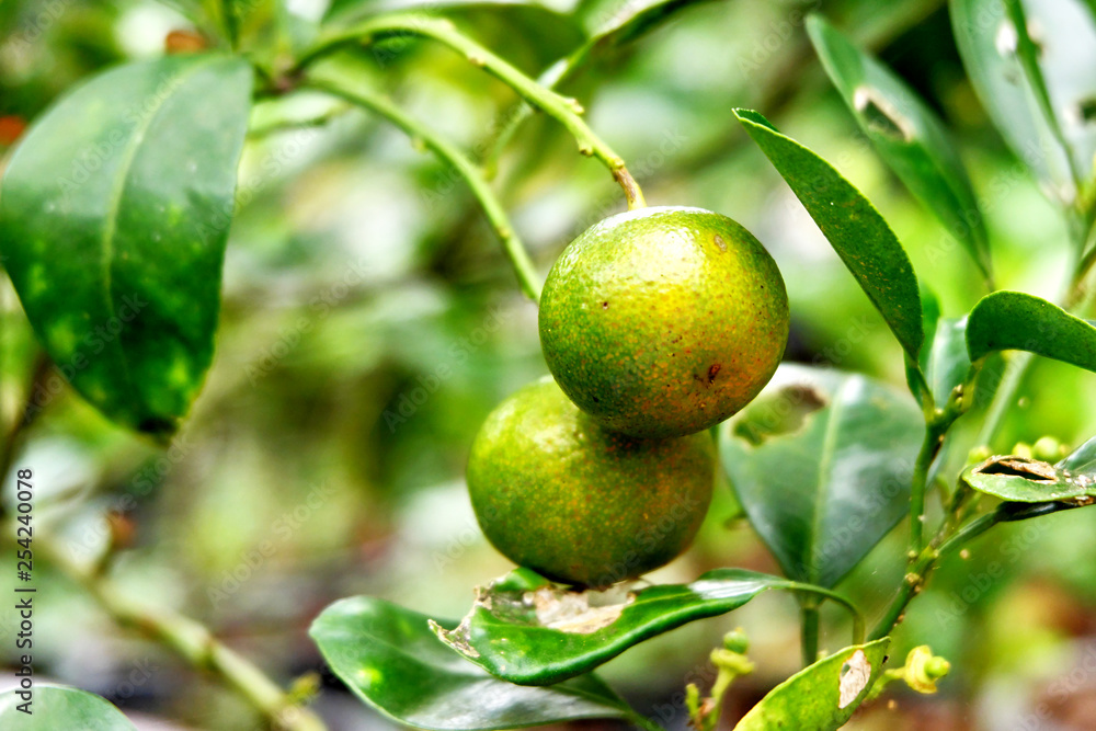 green lemons on the tree green lemons on the tree